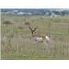Image 3 : Discounted Gillette Wy Fully Guided Antelope Hunt w/Meals and Lodging on 30,000 acres of Prime Priva