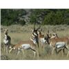 Image 4 : Discounted Gillette Wy Fully Guided Antelope Hunt w/Meals and Lodging on 30,000 acres of Prime Priva