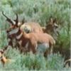Image 7 : Discounted Gillette Wy Fully Guided Antelope Hunt w/Meals and Lodging on 30,000 acres of Prime Priva