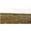 Image 16 : Discounted Private Land Mule Deer Hunt for 2018/2019