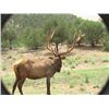 Image 17 : Discounted Private Land Mule Deer Hunt for 2018/2019