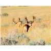 Image 3 : Discounted Private Land Mule Deer Hunt for 2018/2019