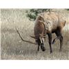 Image 14 : Discounted Semi-Guided Colorado Elk Hunt from a Cabin with free Pack out of elk to the cabin