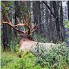 Image 15 : Discounted Semi-Guided Colorado Elk Hunt from a Cabin with free Pack out of elk to the cabin