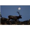 Image 4 : Discounted Semi-Guided Colorado Elk Hunt from a Cabin with free Pack out of elk to the cabin