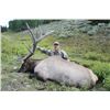 Image 6 : Discounted Semi-Guided Colorado Elk Hunt from a Cabin with free Pack out of elk to the cabin