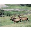 Image 4 : Discounted Elk Hunting Lodge for 4-6 hunters w/3000 private acres in GMU421 SW Colorado/ATVs