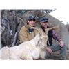 Image 2 : Discounted Hunt Exotics In Colorados Mountains, while in Colorado see Elk the Colorado Sites