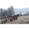 Image 10 : Discounted Great Horseback Cow Elk Hunt in Wyoming, 4000 elk in the area is not uncommon