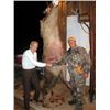 Image 11 : Discounted Great Horseback Cow Elk Hunt in Wyoming, 4000 elk in the area is not uncommon