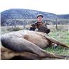 Image 12 : Discounted Great Horseback Cow Elk Hunt in Wyoming, 4000 elk in the area is not uncommon