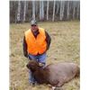 Image 15 : Discounted Great Horseback Cow Elk Hunt in Wyoming, 4000 elk in the area is not uncommon