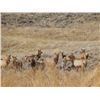 Image 3 : Discounted Great Horseback Cow Elk Hunt in Wyoming, 4000 elk in the area is not uncommon