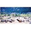 Image 4 : Discounted Great Horseback Cow Elk Hunt in Wyoming, 4000 elk in the area is not uncommon