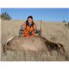 Image 8 : Discounted Great Horseback Cow Elk Hunt in Wyoming, 4000 elk in the area is not uncommon