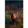 Image 16 : Discounted 2 Hunters Auction price each Colorado Guided elk huntw/M& L/1 hour horseback in AM & PM