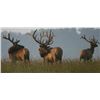 Image 2 : Discounted 2 Hunters Auction price each Colorado Guided elk huntw/M& L/1 hour horseback in AM & PM