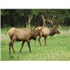 Image 3 : Discounted 2 Hunters Auction price each Colorado Guided elk huntw/M& L/1 hour horseback in AM & PM