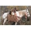 Image 6 : Discounted 2 Hunters Auction price each Colorado Guided elk huntw/M& L/1 hour horseback in AM & PM