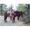 Image 9 : Discounted 2 Hunters Auction price each Colorado Guided elk huntw/M& L/1 hour horseback in AM & PM
