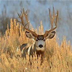 Discounted Sand Hills & Corn Mule Deer Hunt Guided, Meals & Lodging Low Impact 100% Success