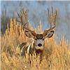 Discounted Sand Hills & Corn Mule Deer Hunt Guided, Meals & Lodging Low Impact 100% Success