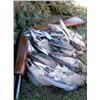 Image 22 : Discounted California Hunts for Tule Elk, Hogs, Blacktail, Varmit, Birds, Auction Aoudad Ram