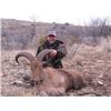 Image 2 : Discounted California Hunts for Tule Elk, Hogs, Blacktail, Varmit, Birds, Auction Aoudad Ram
