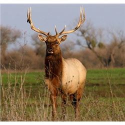 Discounted Elk Grand Slam prized California Rare Tule Elk only 1 available/Get your last elk SLAM