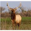 Discounted Elk Grand Slam prized California Rare Tule Elk only 1 available/Get your last elk SLAM