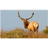 Image 2 : Discounted Elk Grand Slam prized California Rare Tule Elk only 1 available/Get your last elk SLAM