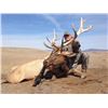 Image 5 : Discounted Elk Grand Slam prized California Rare Tule Elk only 1 available/Get your last elk SLAM
