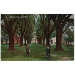 BLACK AMERICANA GEORGIA POSTCARD