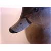 Image 4 : PR. OF WARD BROS. 1965 HALF-SIZE BALDPATE DECOYS