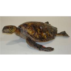PRESERVED SEA TURTLE