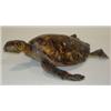Image 1 : PRESERVED SEA TURTLE