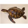 Image 2 : PRESERVED SEA TURTLE
