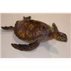 Image 3 : PRESERVED SEA TURTLE
