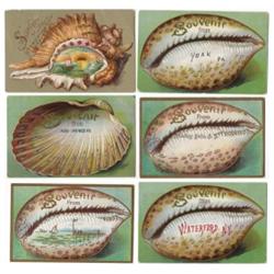 LOT OF 6 SHELL DECORATED POSTCARDS