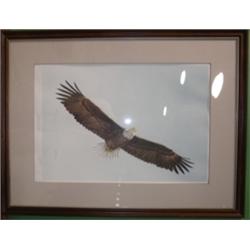 COHELEACH, GUY "AMERICAN EAGLE" PRINT