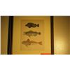 Image 2 : Framed Print: Fish 17" x 15"