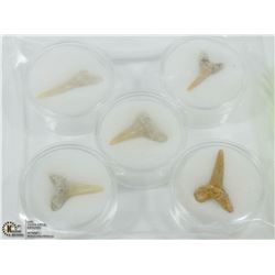 LOT OF 5 SHARK TEETH FOSSILS