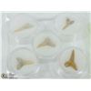 Image 1 : LOT OF 5 SHARK TEETH FOSSILS