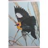 Image 2 : YELLOW HEADED BLACK BIRD BY RANDY FEHR 24283