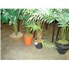 Image 2 : THREE SMALL SILK TREES