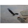 Image 2 : EAGEL RETURNING TO NESTING BY RICHARD LUGG 23178