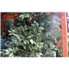 Image 2 : LARGE SILK TREE