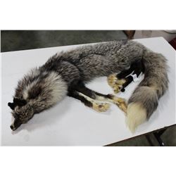 SILVER FOX PELT