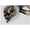 Image 2 : SILVER FOX PELT