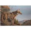 Image 2 : EVENING CALM COYOTE 24545